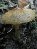 Cortinarius corrugatus image