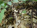 Gymnopus confluens image