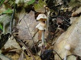 Gymnopus confluens image