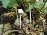 Gymnopus confluens image