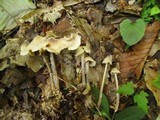Gymnopus confluens image