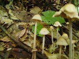 Gymnopus confluens image