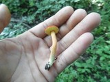 Boletus rubellus image