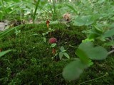 Boletus rubellus image
