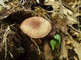 Boletus chrysenteron image