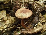 Boletus chrysenteron image