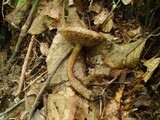 Boletus chrysenteron image