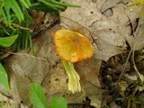 Humidicutis marginata var. olivacea image