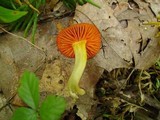 Humidicutis marginata var. olivacea image