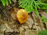 Humidicutis marginata var. olivacea image