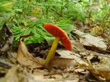 Humidicutis marginata var. olivacea image