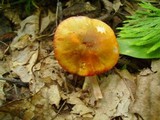 Humidicutis marginata var. olivacea image