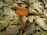 Boletus longicurvipes image
