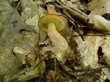 Boletus longicurvipes image