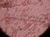 Chroogomphus vinicolor image