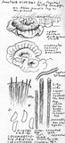 Veluticeps abietina image