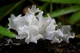 Tremella fuciformis image