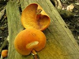 Gymnopilus liquiritiae image