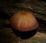 Callistosporium purpureomarginatum image