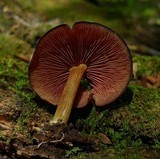 Callistosporium purpureomarginatum image