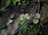 Tatraea macrospora image