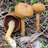 Cortinarius semisanguineus image