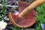 Cortinarius semisanguineus image