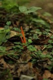 Clavulinopsis aurantiocinnabarina image