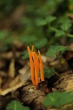 Clavulinopsis aurantiocinnabarina image