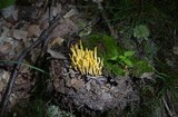Clavulinopsis fusiformis image