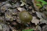 Amanita sinicoflava image