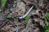 Amanita sinicoflava image