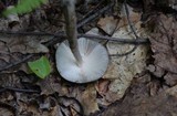 Amanita sinicoflava image