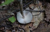 Amanita sinicoflava image