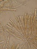Lachnellula agassizii image
