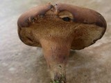 Bothia castanella image