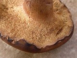Bothia castanella image