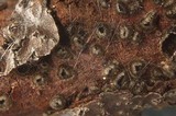 Dematioscypha dematiicola image