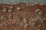 Dematioscypha dematiicola image