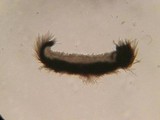 Dematioscypha dematiicola image