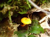 Hygrocybe nitida image