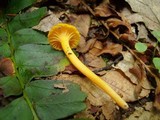 Hygrocybe nitida image
