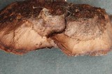 Veluticeps abietina image