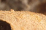 Veluticeps abietina image