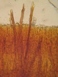 Veluticeps abietina image
