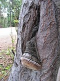 Phellinus igniarius image