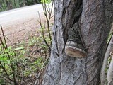 Phellinus igniarius image