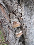 Phellinus igniarius image