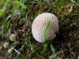 Lycoperdon echinatum image