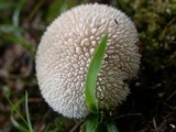 Lycoperdon echinatum image